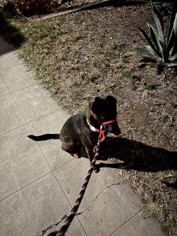 A picture of a black dog named Bowie sitting, taken on October 29 2025 at 6:26 am